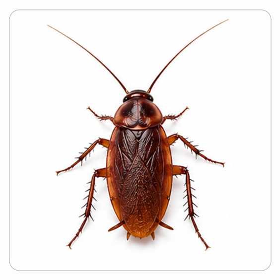 Cockroach Control